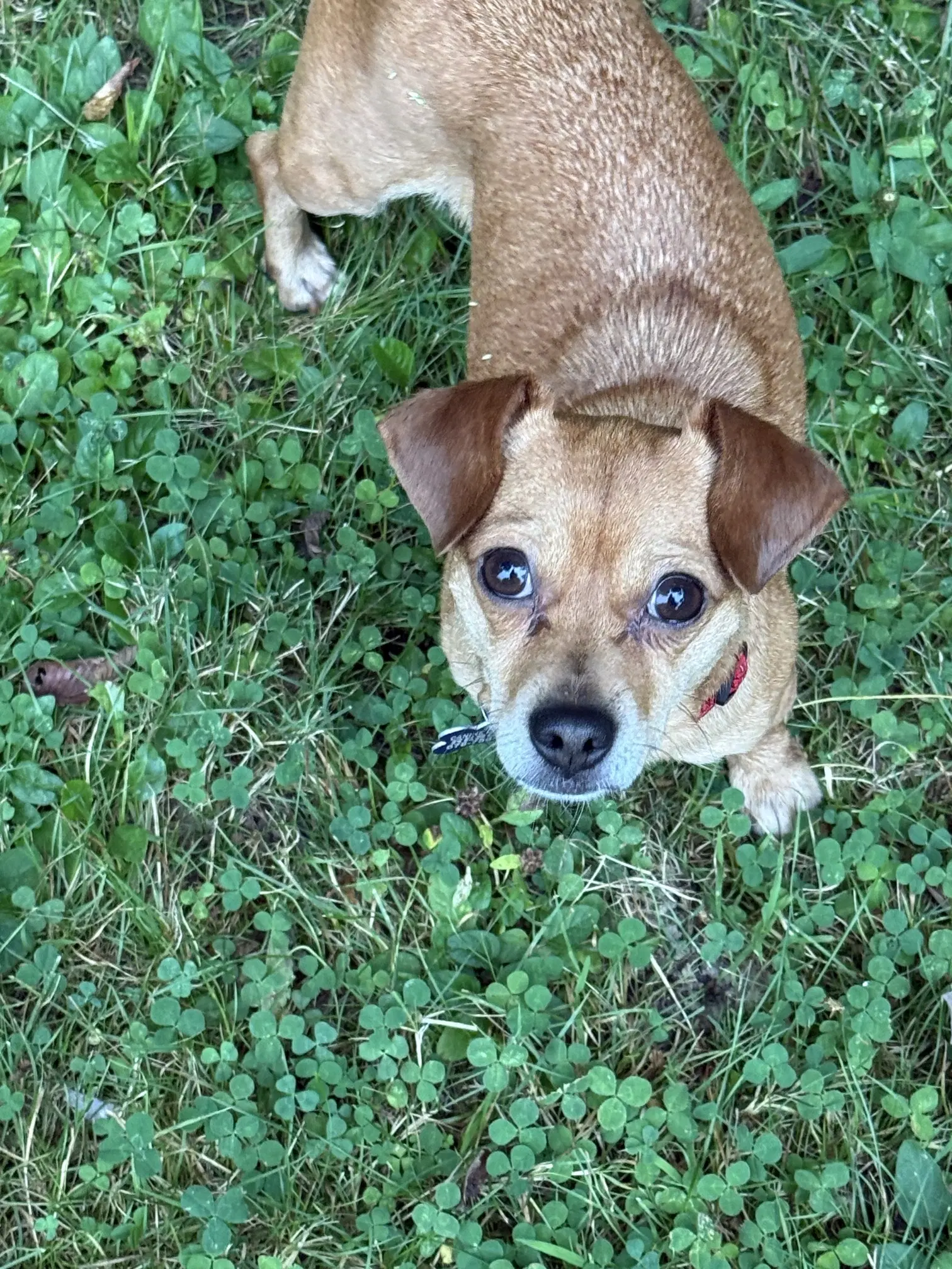 Micki - Chihuahua
