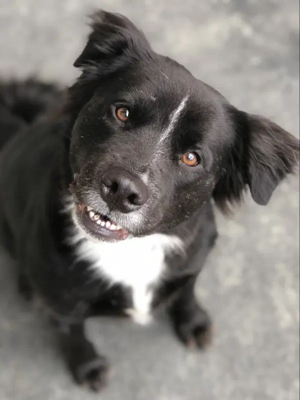 Bongo - Australian Shepherd