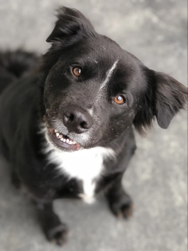 Bongo