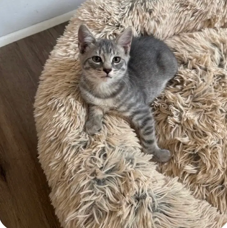 Bobby - Domestic Short Hair