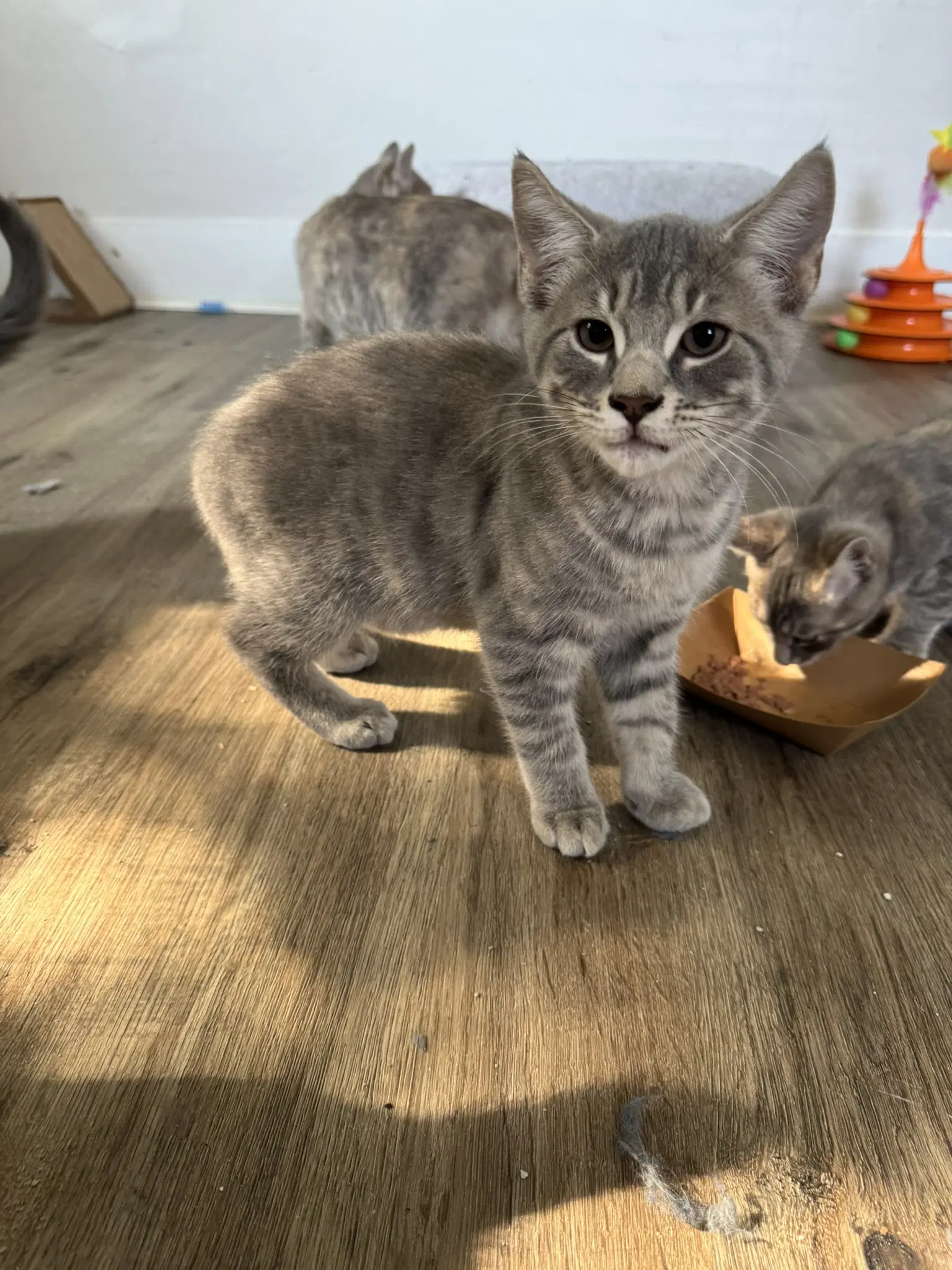 Eric - Domestic Short Hair