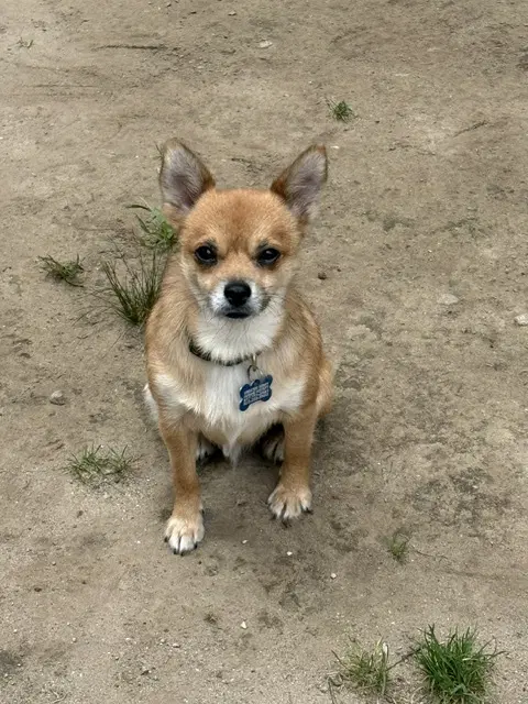 Pepe - Chihuahua
