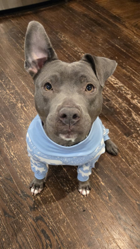 Macy, Pit Bull Terrier