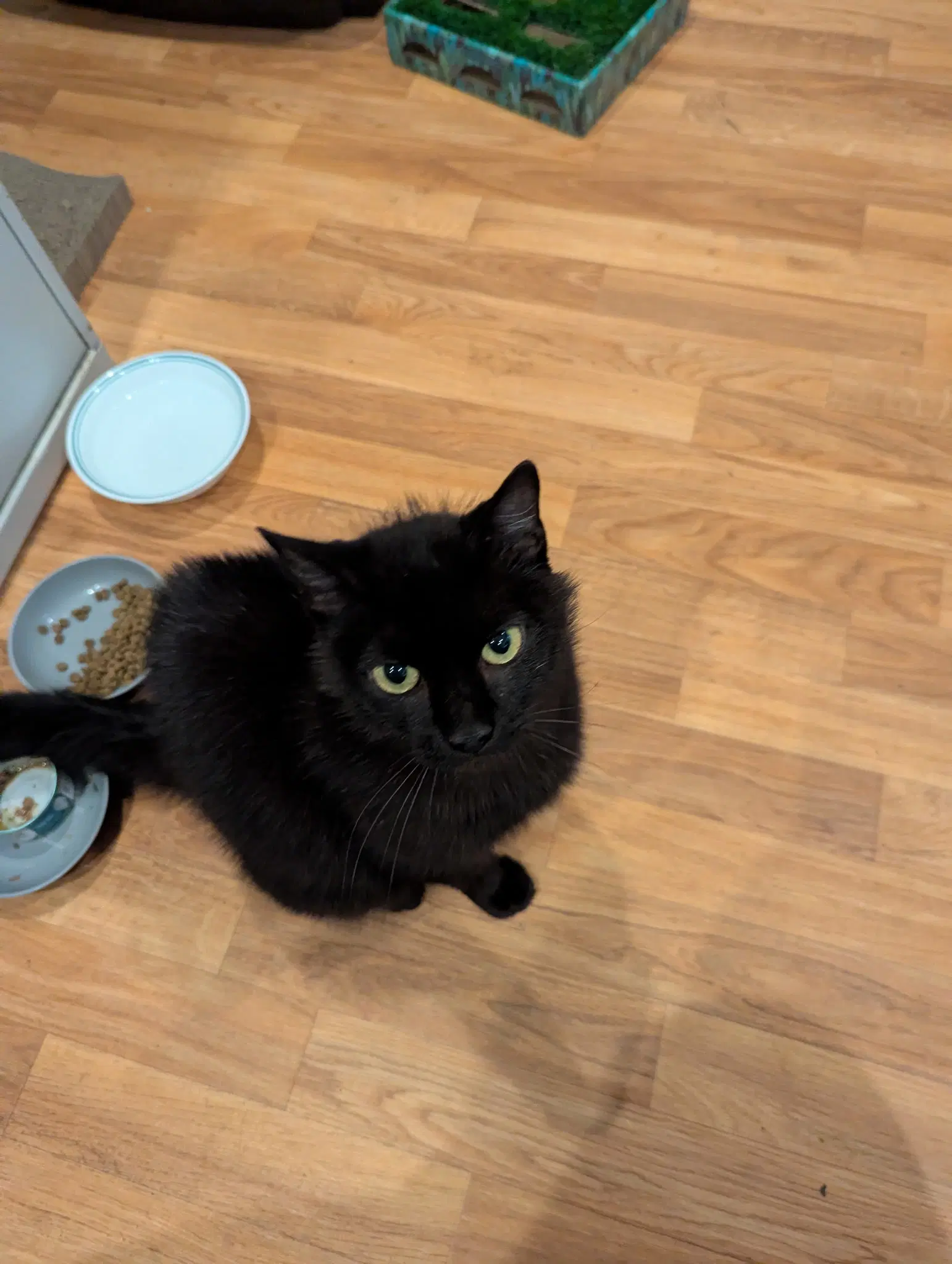 Chicky - Domestic Medium Hair