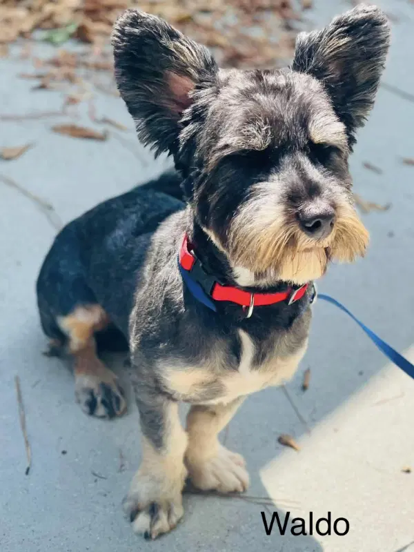 Waldo - Schnauzer