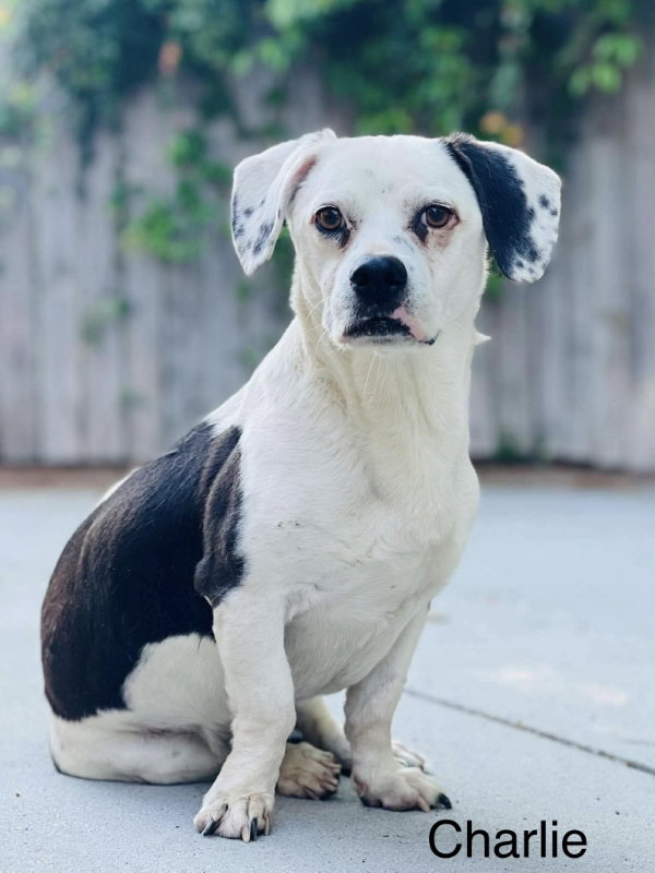 Charlie, Basset Hound