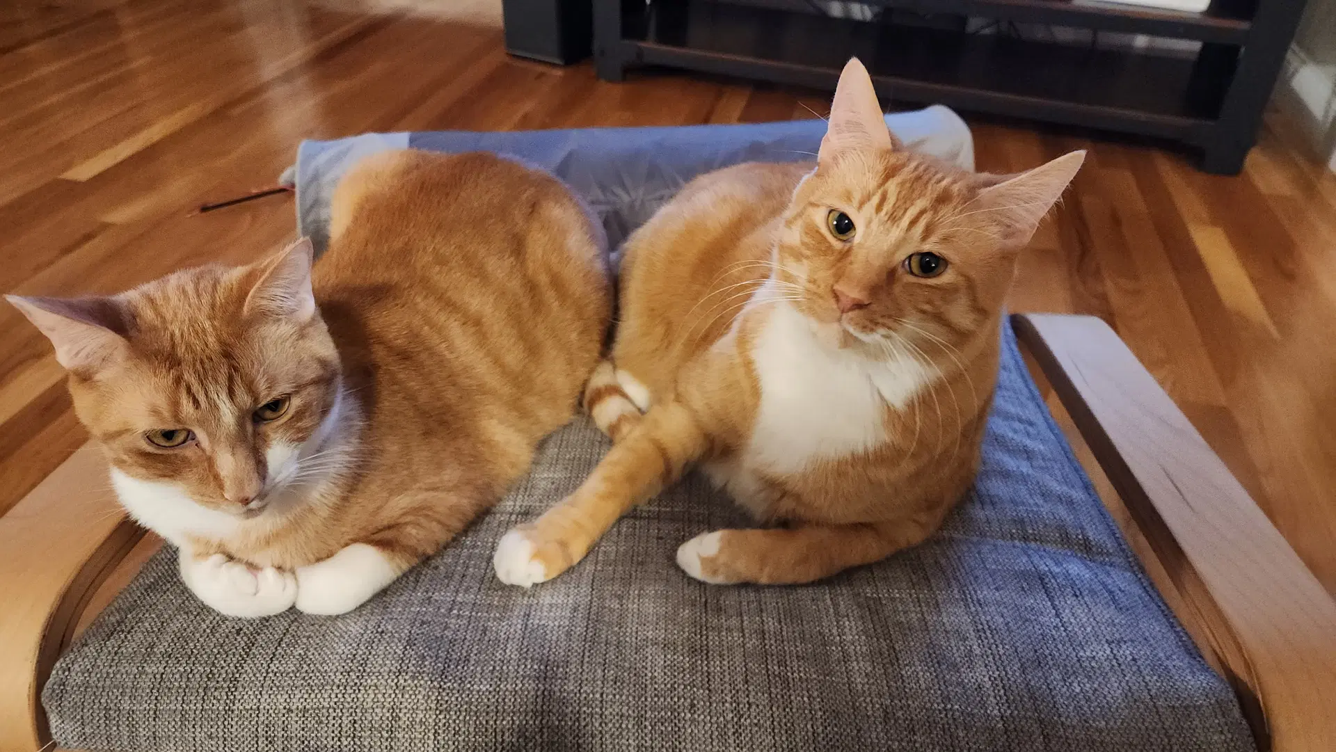 Sidney - Domestic Short Hair