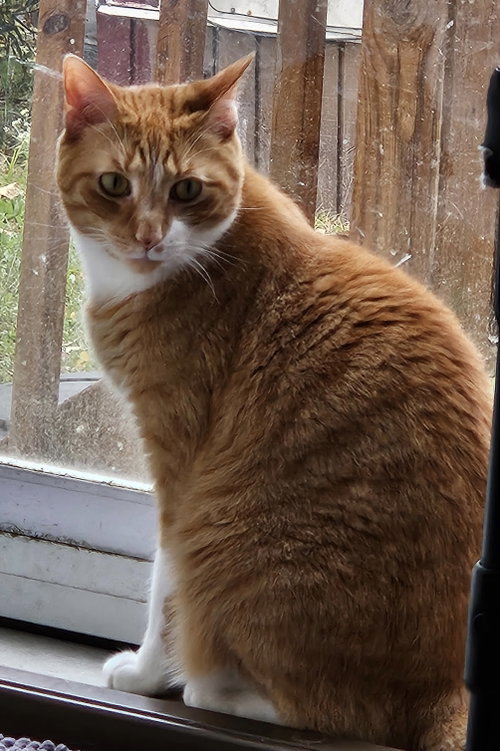 Sidney, Domestic Short Hair (short coat)