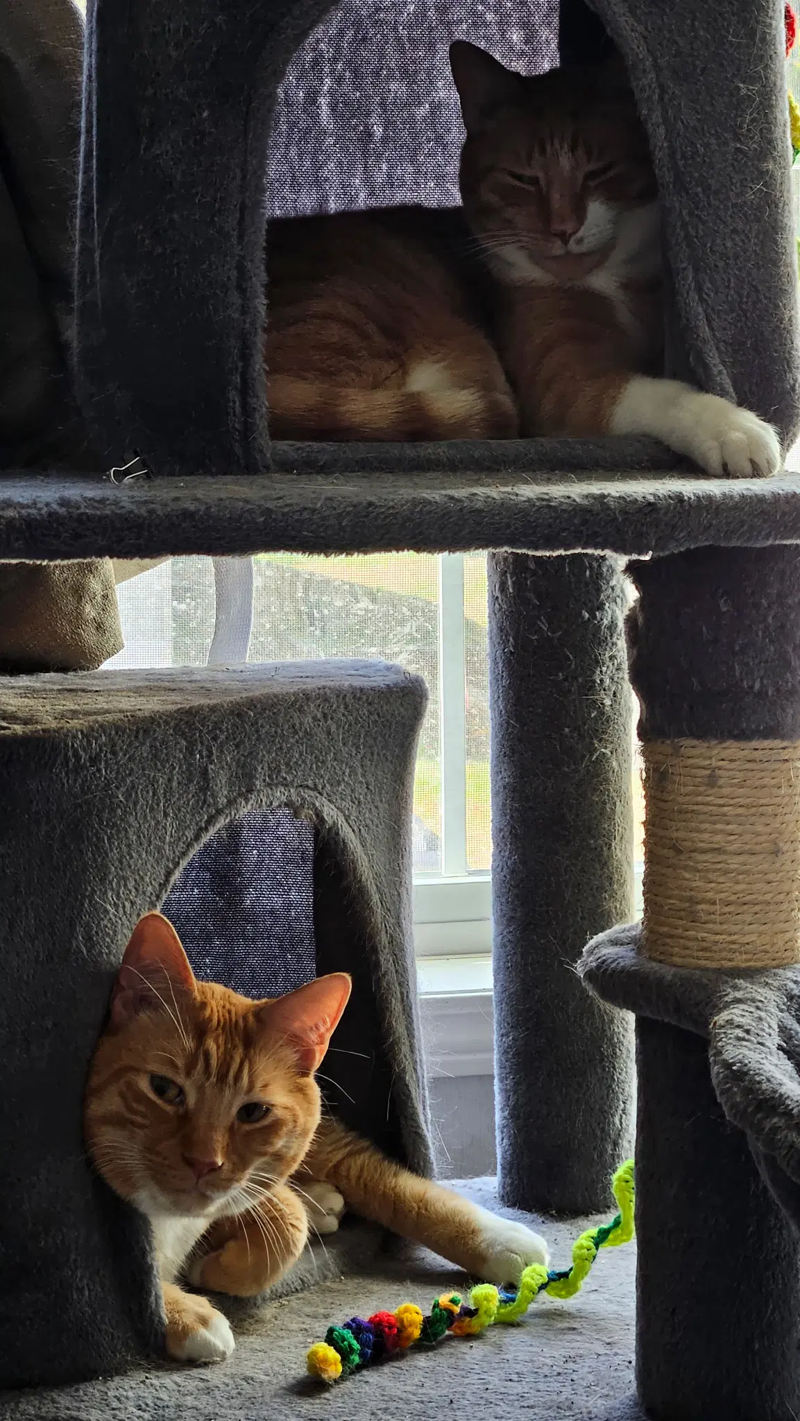 Pumpkin - Domestic Short Hair