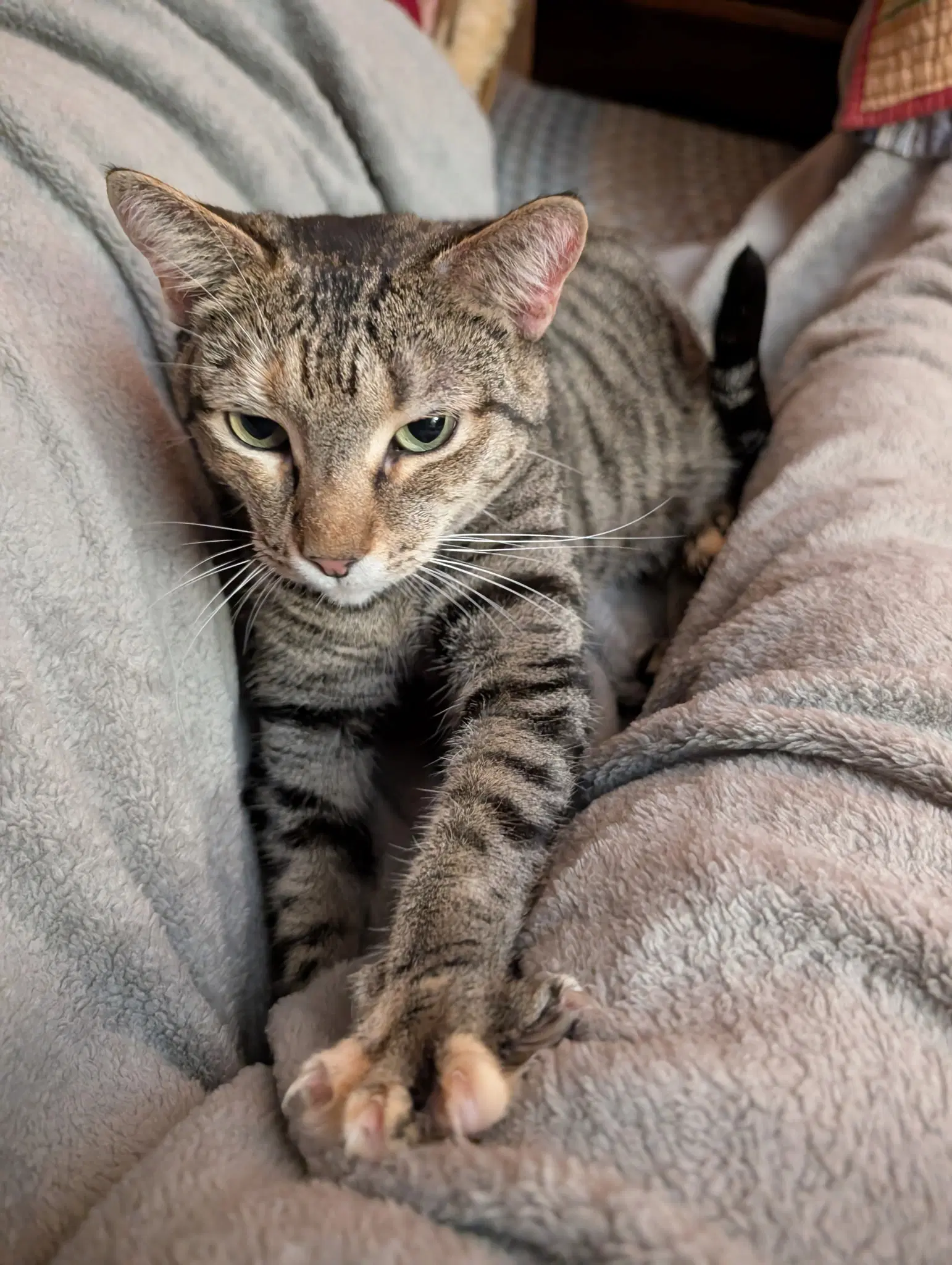 Tilly image 4