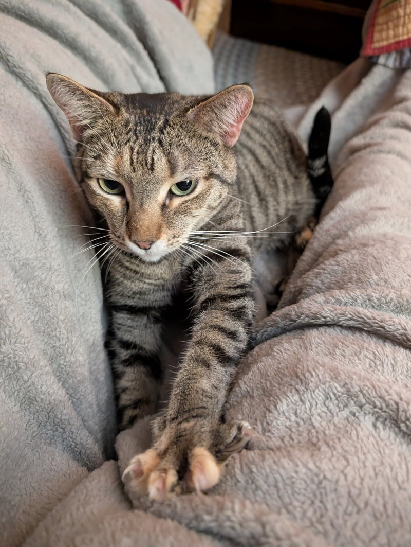 Tilly, photo 3