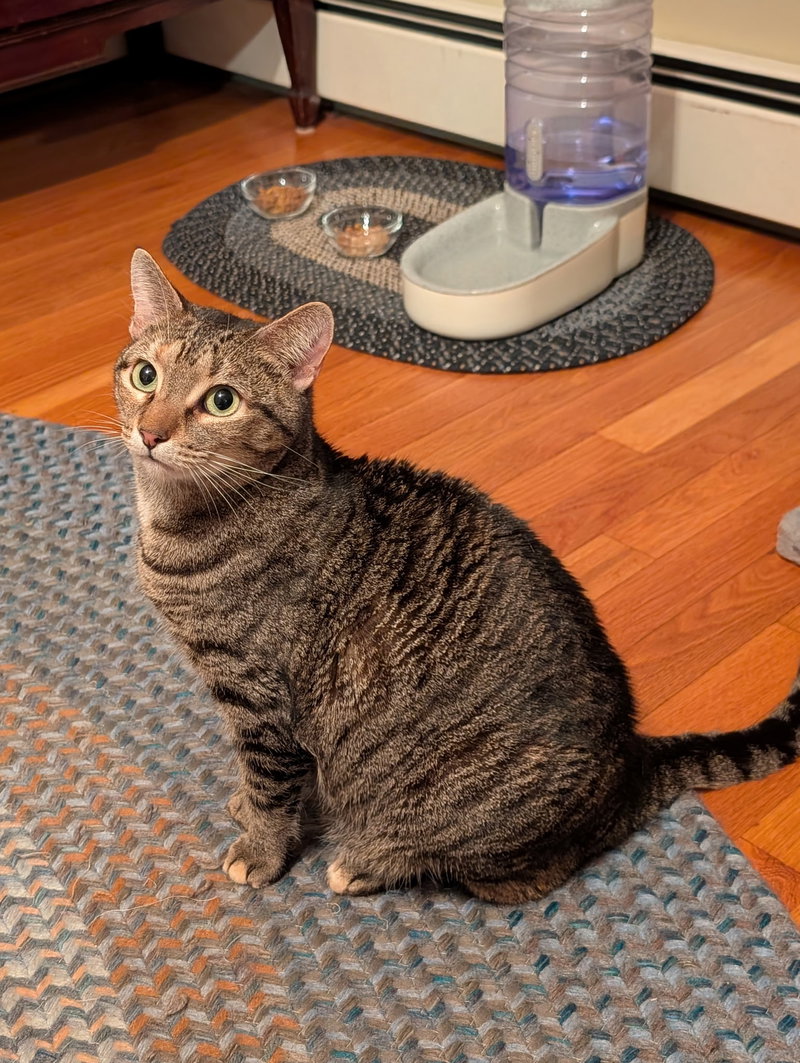 Tilly, an adult female cat up for adoption