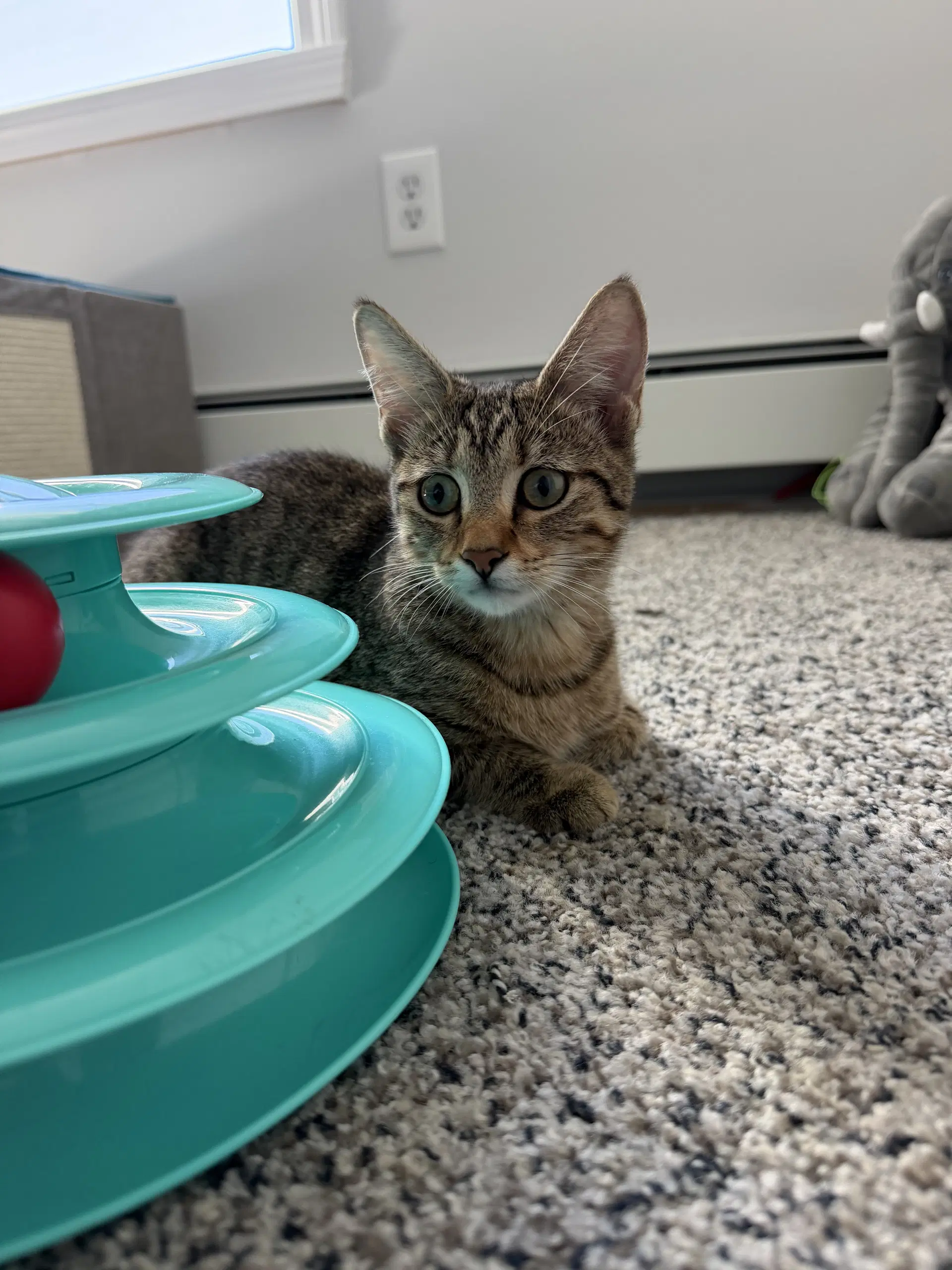 Whirly Girl - Domestic Short Hair