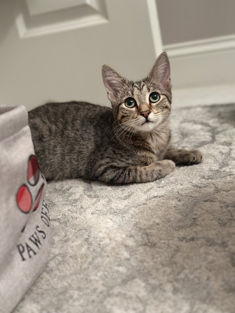 Whirly Girl, a young female cat up for adoption