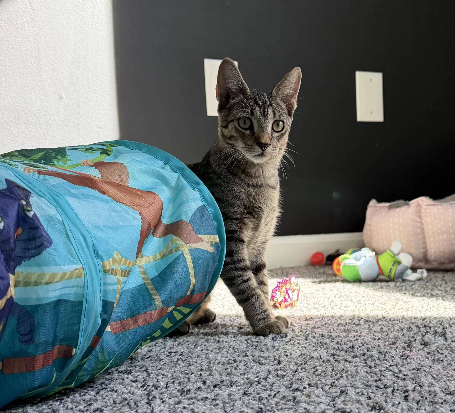 Dreamy - Domestic Short Hair