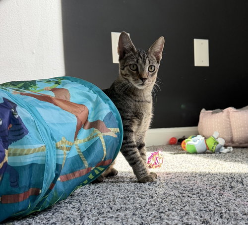Dreamy, Domestic Short Hair (short coat)