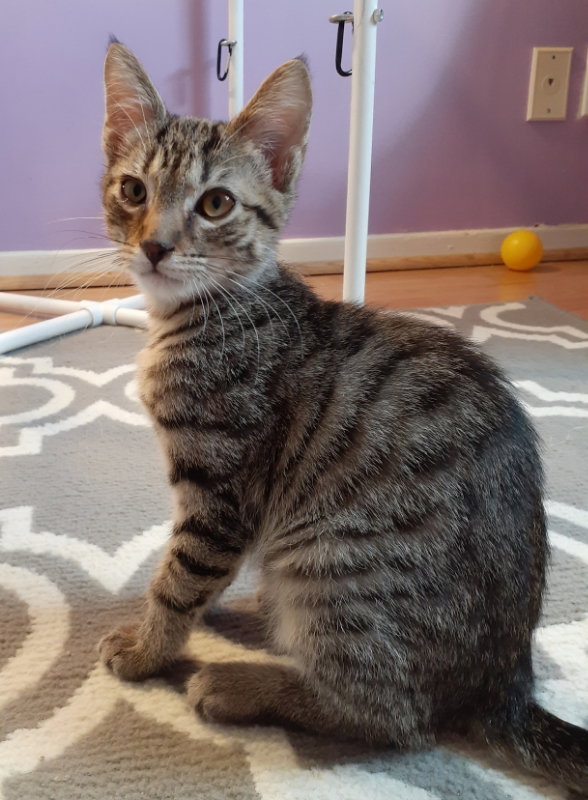 Cats for Adoption in Winfield, West Virginia Alpha Paw