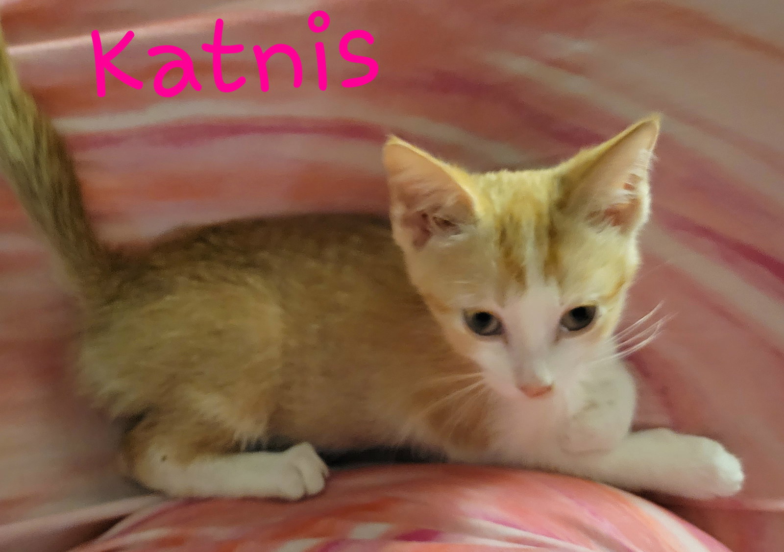 Cats for Adoption in Saint Albans, West Virginia Alpha Paw