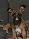 adoptable Dog in , MA named Ranch