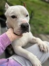 adoptable Dog in , MA named Dolce