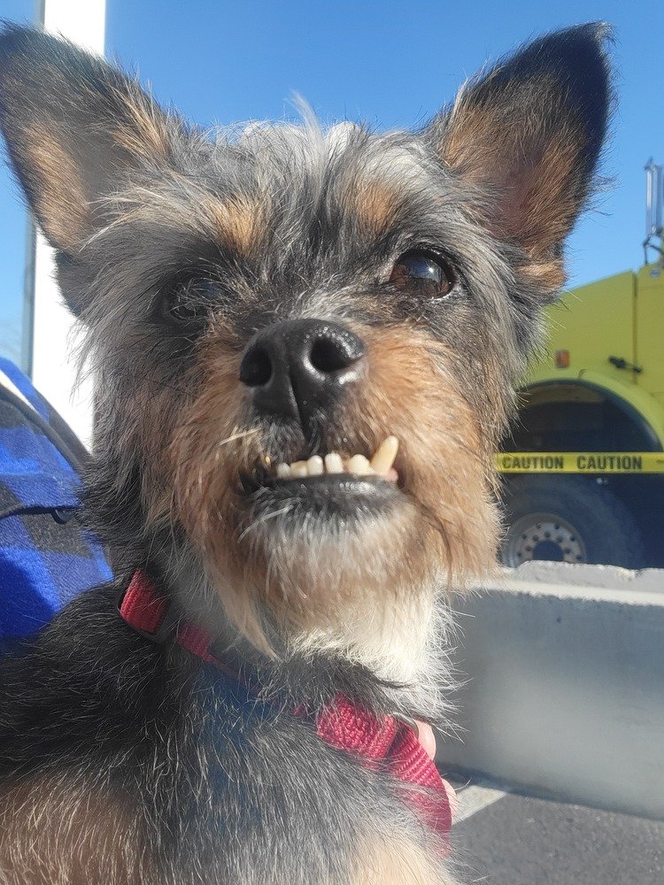 adoptable Dog in Oak Bluffs, MA named Teddy