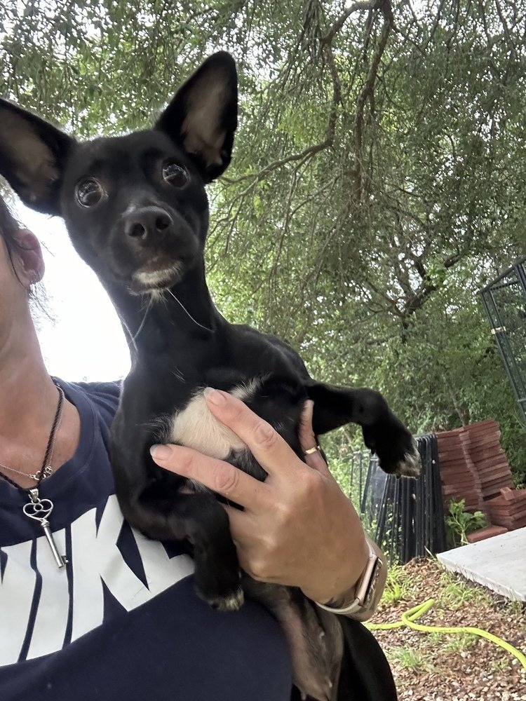 adoptable Dog in Oak Bluffs, MA named Dahlia