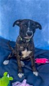 adoptable Dog in , MA named M&M