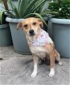 adoptable Dog in  named Sweetie