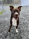 adoptable Dog in  named Jagger