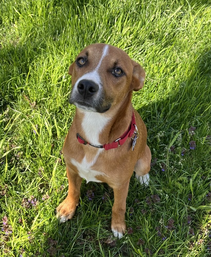 adoptable Dog in Oak Bluffs, MA named Dottie
