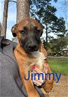 adoptable Dog in , MA named Jimmy