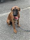 adoptable Dog in  named Jimmy