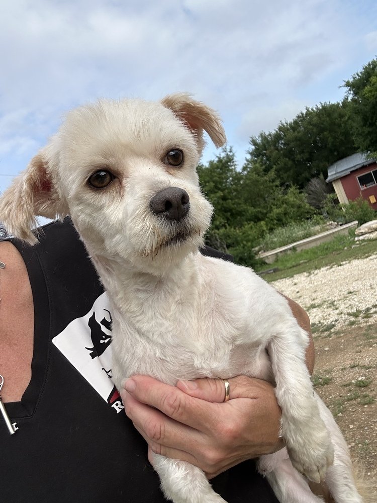 adoptable Dog in Oak Bluffs, MA named Nicho