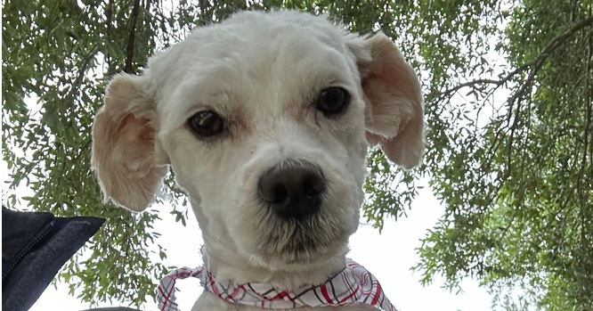 adoptable Dog in Oak Bluffs, MA named River
