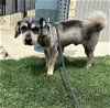 adoptable Dog in , MA named Kyle