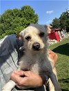 adoptable Dog in oak bluffs, MA named Justine
