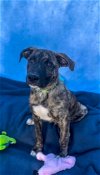 adoptable Dog in , MA named Reeses