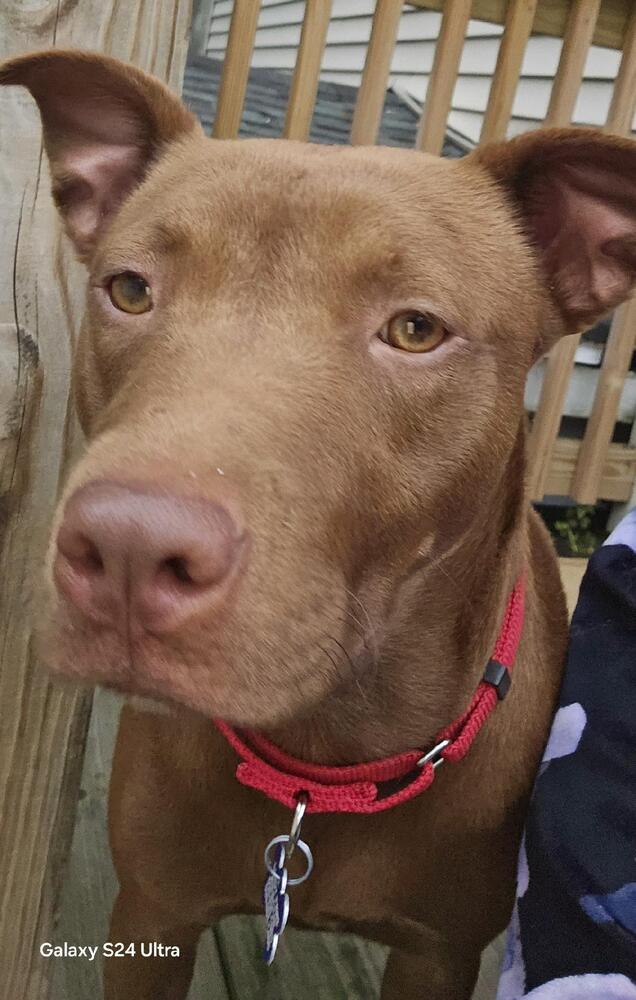 adoptable Dog in Oak Bluffs, MA named Pepper Ann