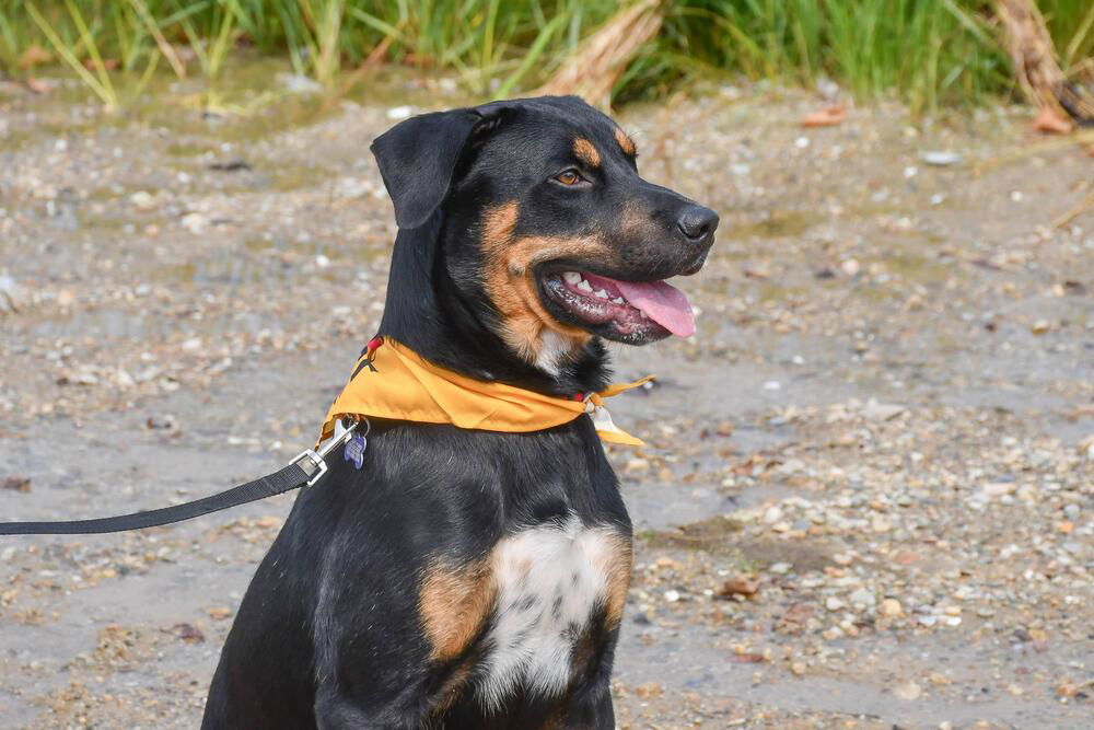 adoptable Dog in Oak Bluffs, MA named Bronco