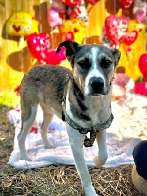 adoptable Dog in Oak Bluffs, MA named Chloe