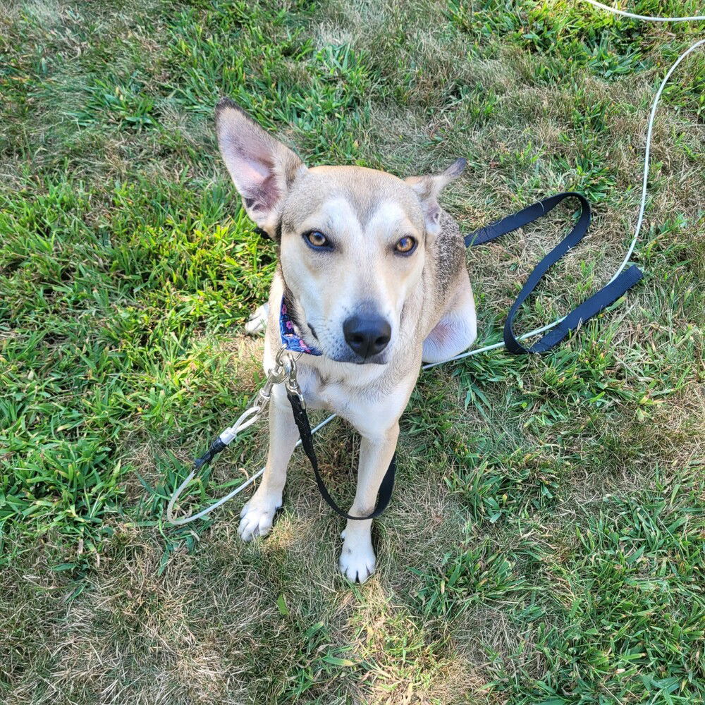 adoptable Dog in Oak Bluffs, MA named Lucy Lou