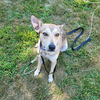 adoptable Dog in , MA named Lucy Lou