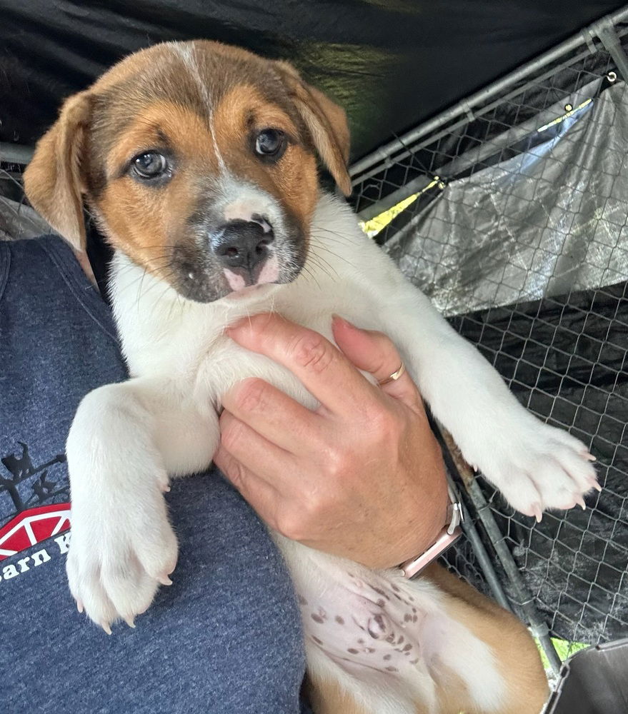 adoptable Dog in Oak Bluffs, MA named Mickey