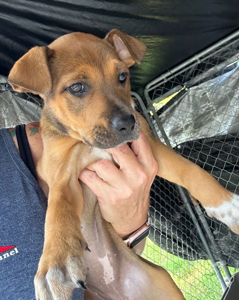 adoptable Dog in Oak Bluffs, MA named Minnie