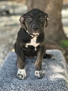 adoptable Dog in Oak Bluffs, MA named Brewster