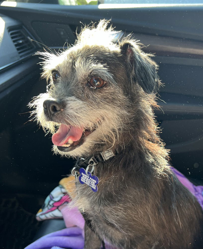 adoptable Dog in Oak Bluffs, MA named Bing