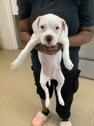 adoptable Dog in Oak Bluffs, MA named Wisteria