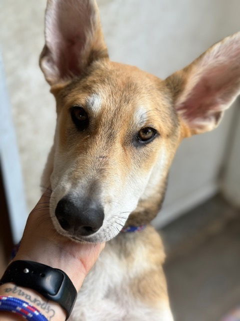 adoptable Dog in Oak Bluffs, MA named Chocolate