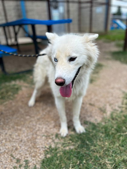 adoptable Dog in Oak Bluffs, MA named Clay