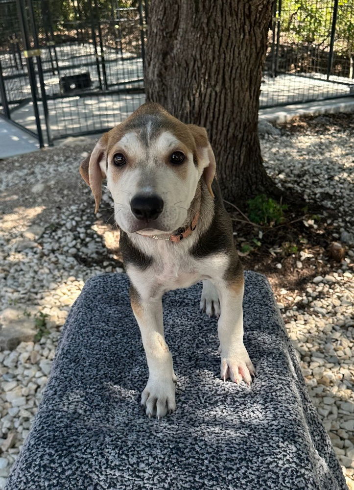 adoptable Dog in Oak Bluffs, MA named Tisbury